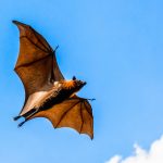 コウモリの超音波：エコーロケーションを知る